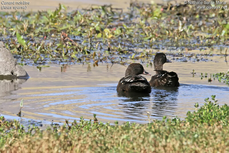 African Black Duckadult, identification, habitat, swimming