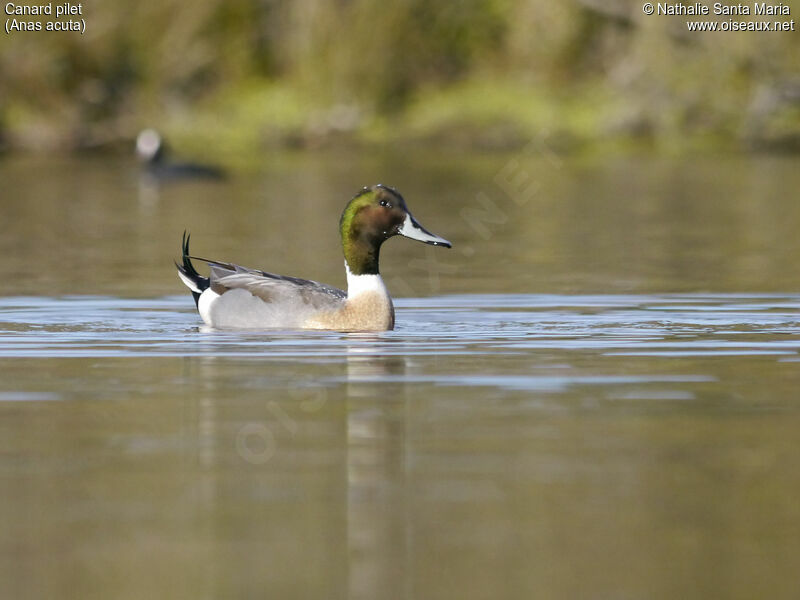 Northern Pintail male adult breeding, swimming