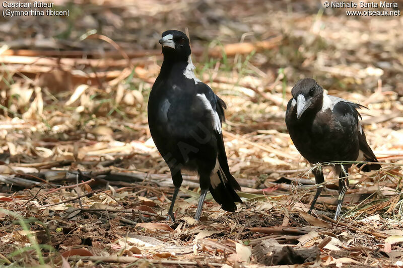 Australian Magpie, habitat