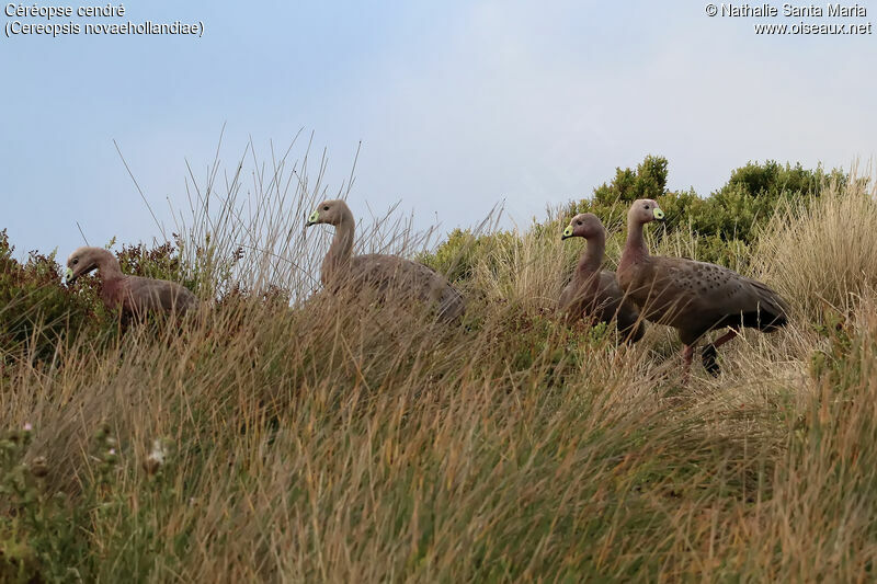Cape Barren Goose, habitat, walking