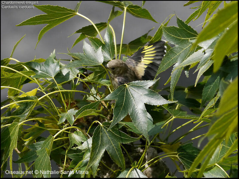 European Goldfinchjuvenile, Flight, Reproduction-nesting, Behaviour