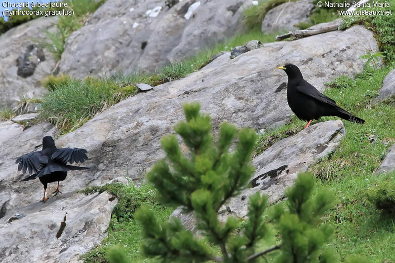 Alpine Choughadult, habitat