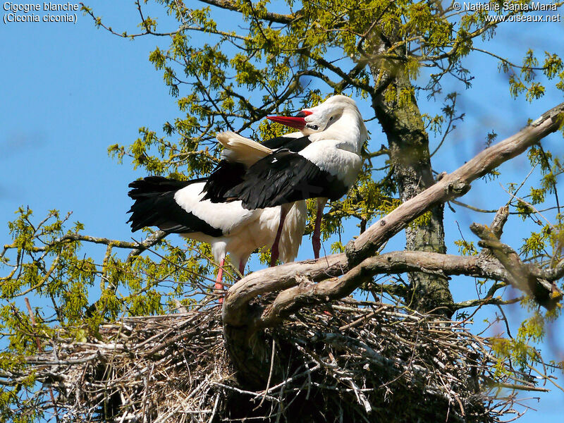 White Storkadult breeding, courting display, Reproduction-nesting, Behaviour