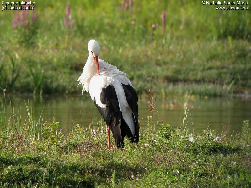 White Storkadult, identification, habitat, care, Behaviour