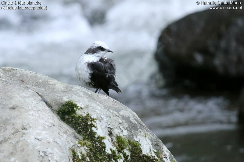 White-capped Dipperadult, identification