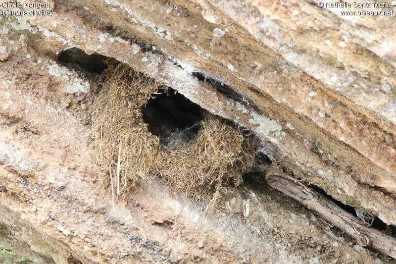 White-throated Dipper, habitat, Reproduction-nesting