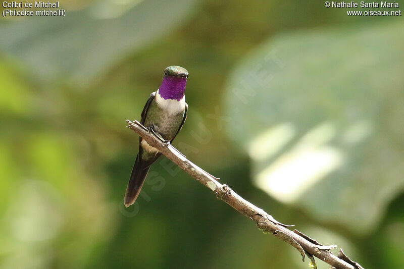 Purple-throated Woodstar male adult breeding, identification