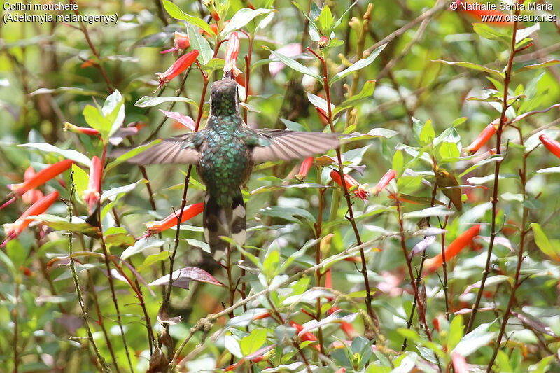 Speckled Hummingbird, Flight, feeding habits