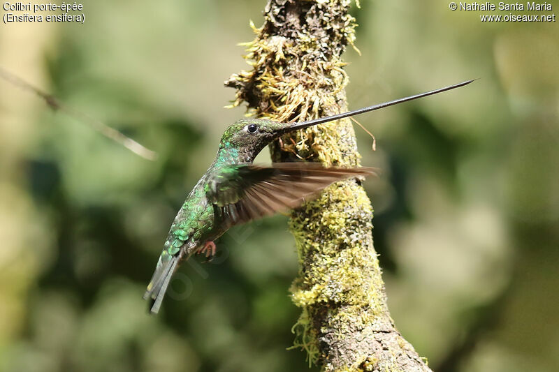 Sword-billed Hummingbirdadult, identification