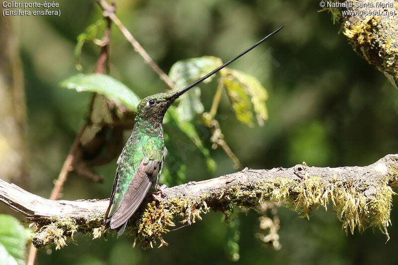 Sword-billed Hummingbirdadult, identification