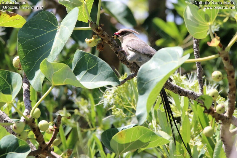Blue-naped Mousebirdadult, identification, habitat, feeding habits, eats