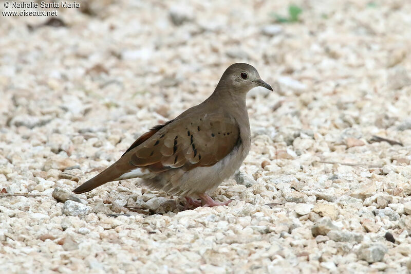 Ruddy Ground Dove female adult, identification, walking