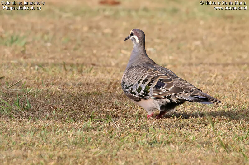 Common Bronzewing male adult, walking