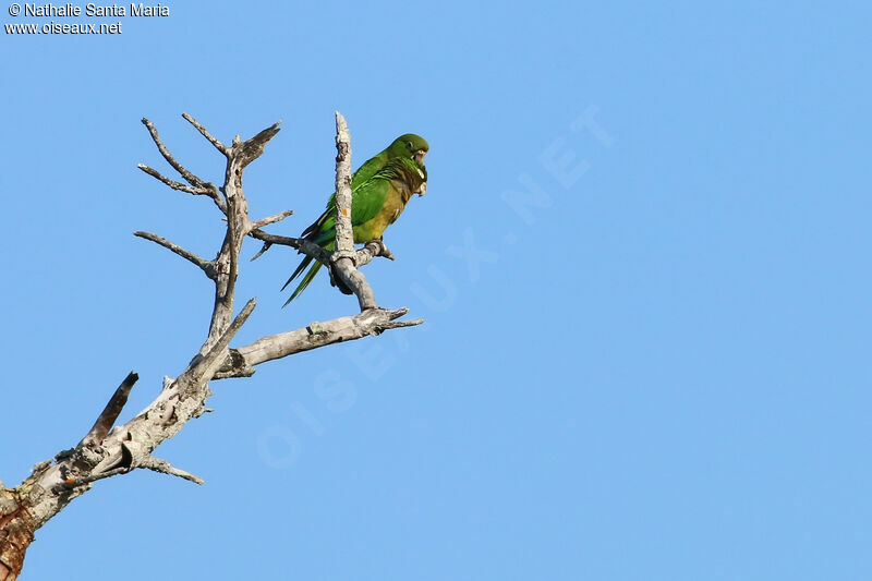 Conure naineadulte, soins