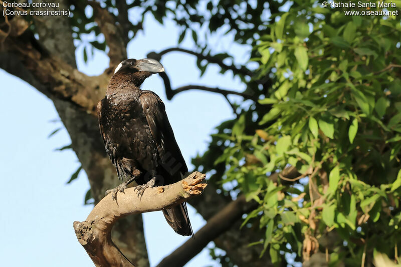 Corbeau corbivauadulte, identification, habitat