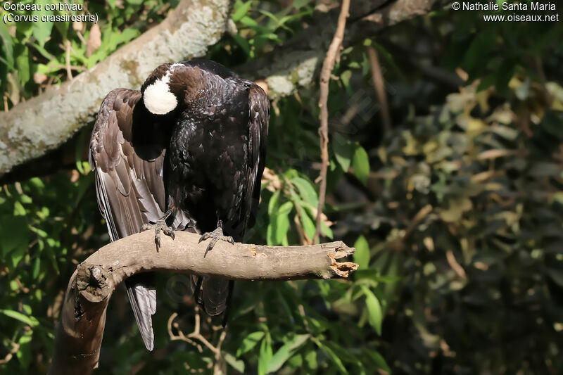 Corbeau corbivauadulte, identification, habitat, soins