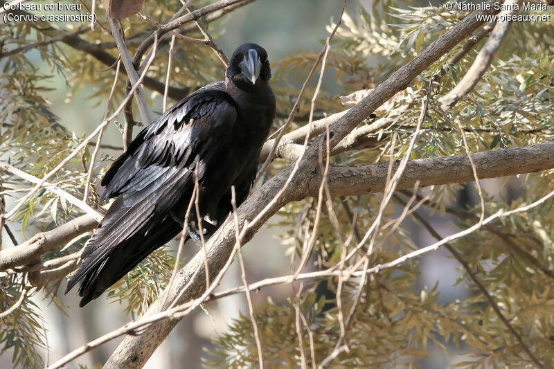 Corbeau corbivauadulte, identification, habitat