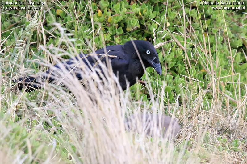 Corbeau de Tasmanieadulte, indices