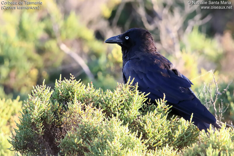Corbeau de Tasmanieadulte, identification