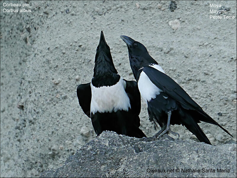 Pied Crowadult, courting display