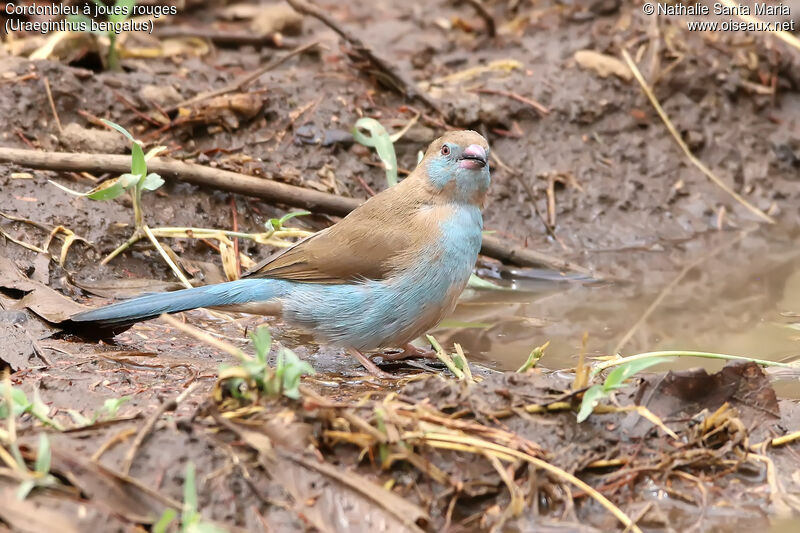 Red-cheeked Cordon-bleu female adult, identification, habitat, drinks