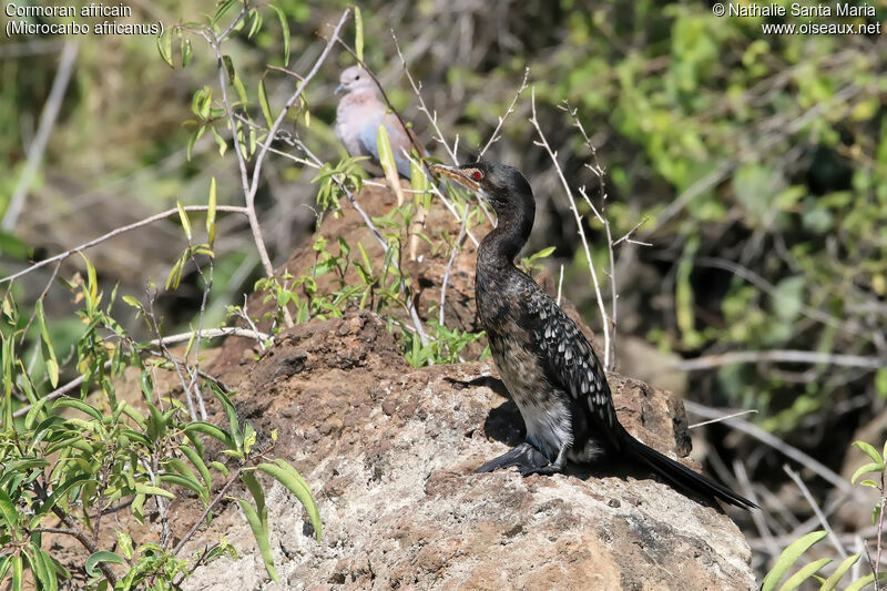 Cormoran africainimmature, identification, habitat