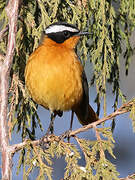 Rüppell's Robin-Chat