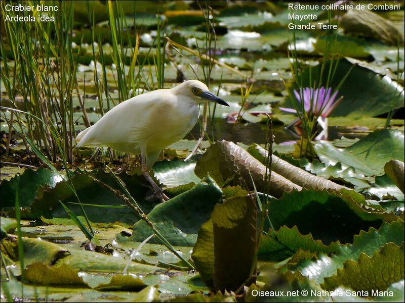 Malagasy Pond Heronadult breeding, identification, habitat, walking