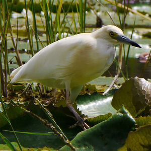 Malagasy Pond Heron