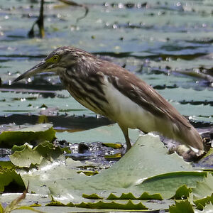 Malagasy Pond Heron