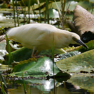 Malagasy Pond Heron