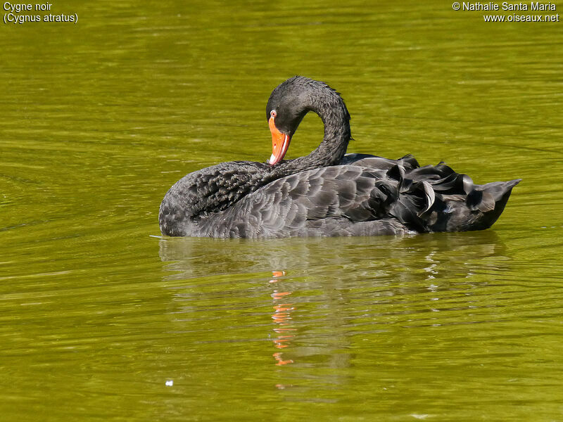 Black Swanadult, identification, care, swimming, Behaviour