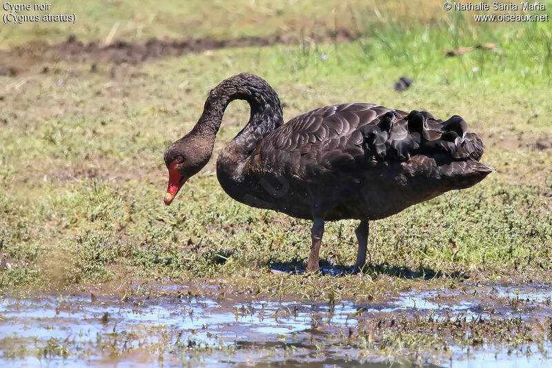 Black Swanimmature, identification
