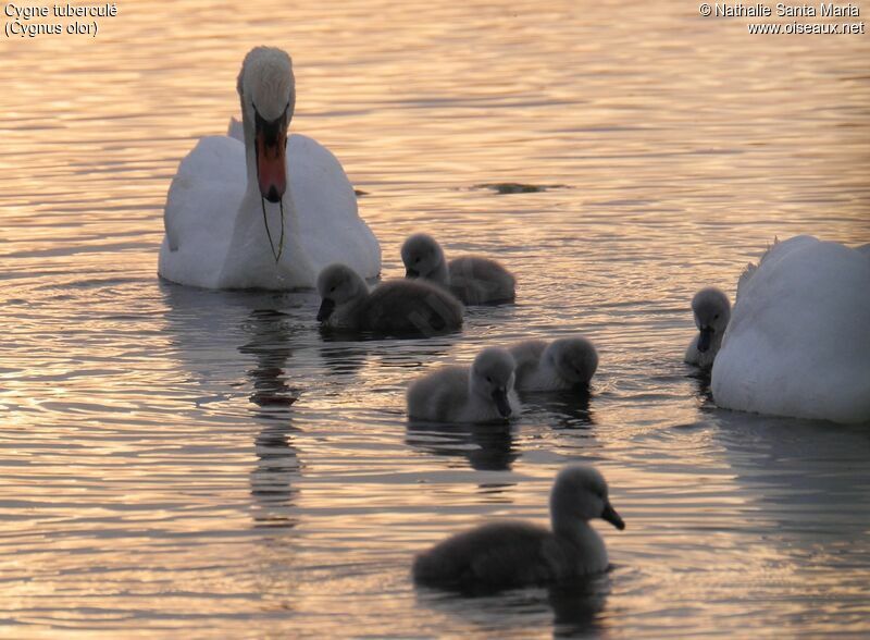 Mute Swan, identification, swimming, Reproduction-nesting