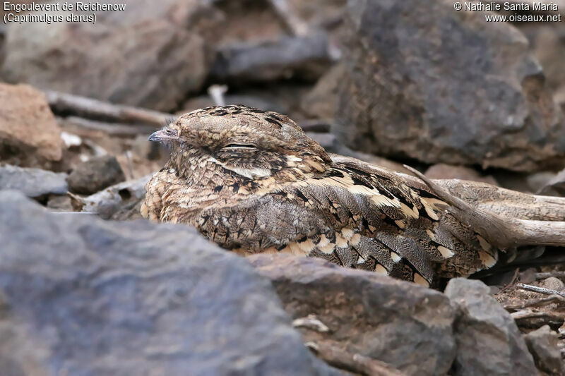 Slender-tailed Nightjaradult, identification, habitat, camouflage