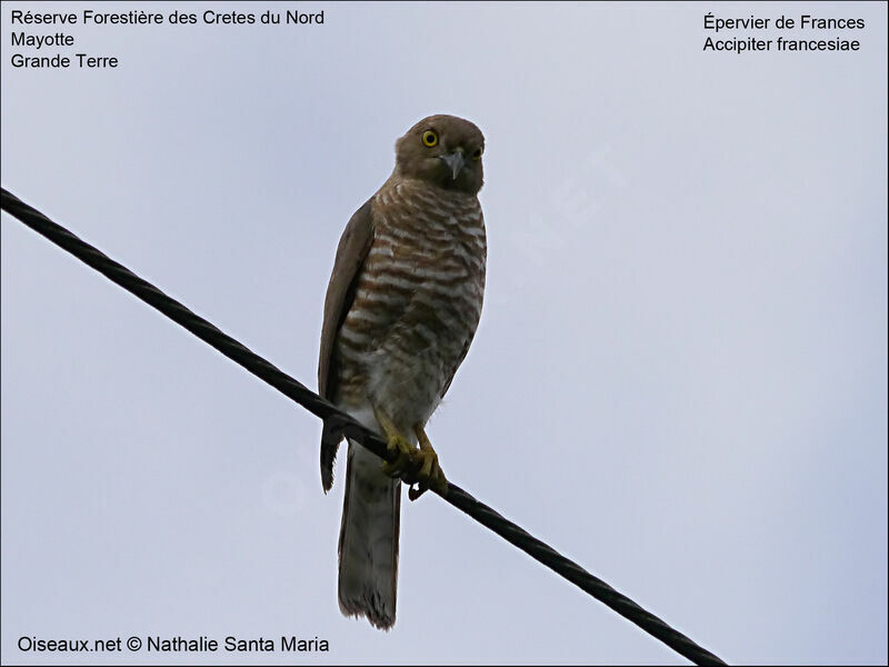 Frances's Sparrowhawk female adult, identification, Behaviour