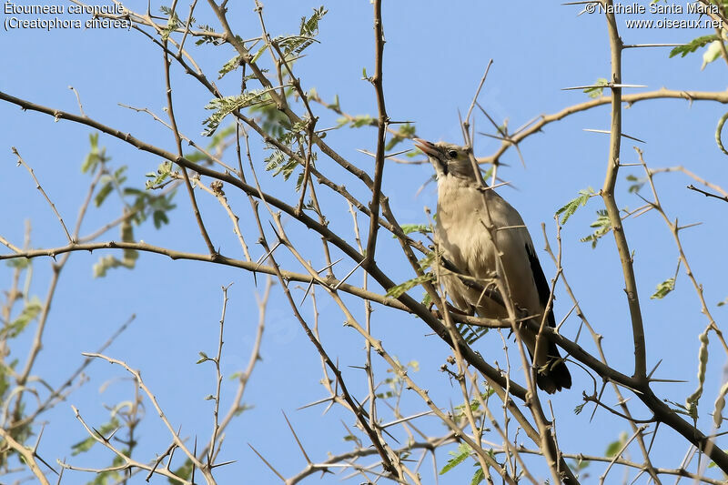 Wattled Starling, habitat