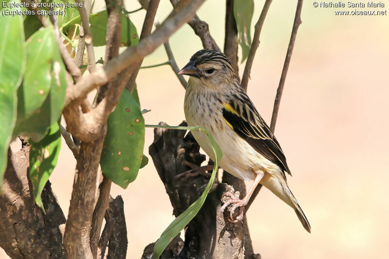 Yellow Bishop male adult post breeding, identification, habitat