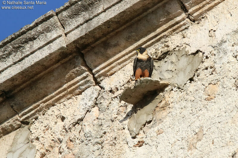 Bat Falconadult, identification