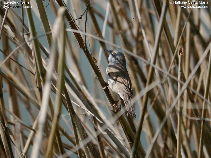 Common Whitethroat male adult breeding, identification, habitat, Reproduction-nesting, Behaviour