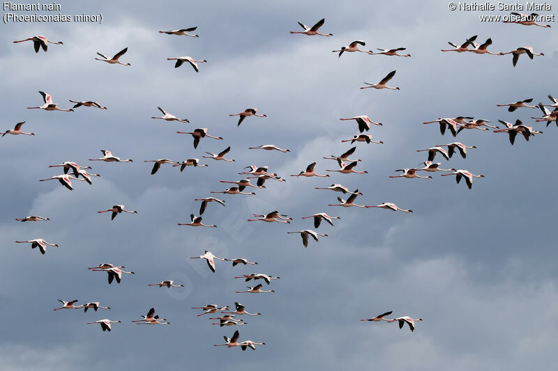 Lesser Flamingo, Flight