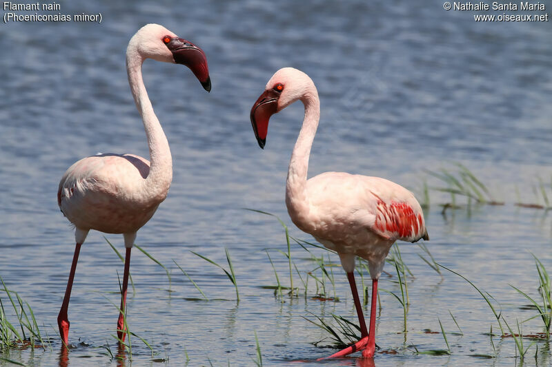Lesser Flamingoadult, identification, habitat
