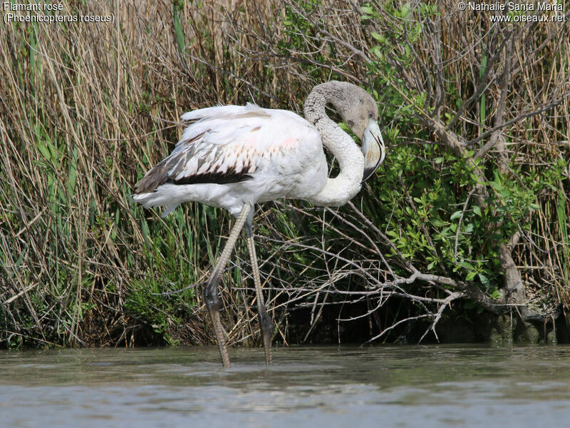 Greater Flamingoimmature, identification, habitat, walking, Behaviour