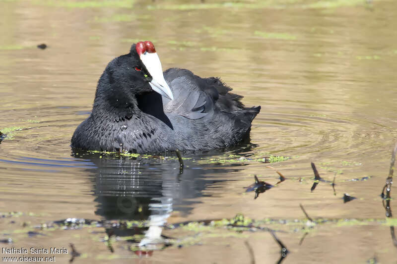 Red-knobbed Cootadult, swimming