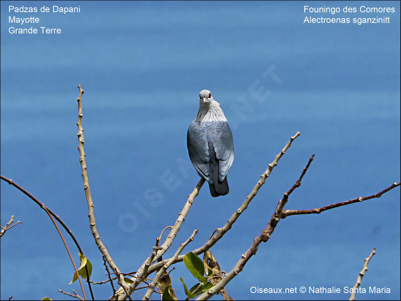 Comoro Blue Pigeonadult, identification, habitat, Behaviour
