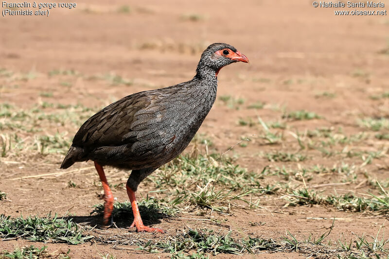 Red-necked Spurfowladult, identification, habitat, walking