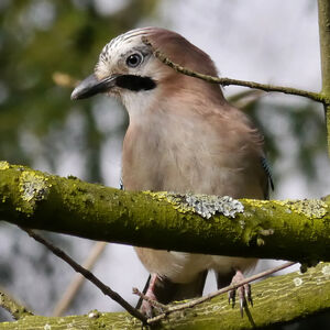 Eurasian Jay 
&copy; Nathalie Santa Maria
