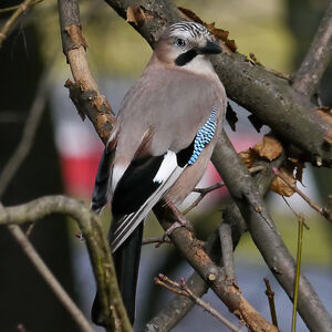 Eurasian Jay 
&copy; Nathalie Santa Maria