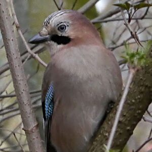 Eurasian Jay 
&copy; Nathalie Santa Maria