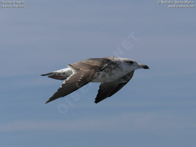 Great Black-backed GullSecond year, identification, Flight